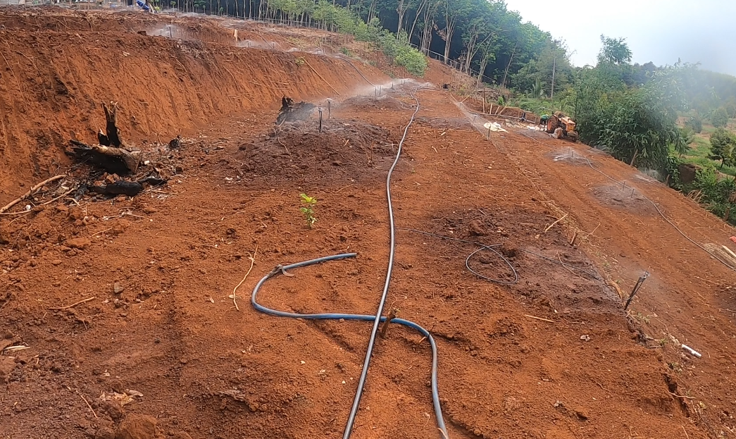 béc tưới sầu riêng gái rẻ tại lâm đồng